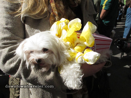 Tompkins Park Halloween Dog Parade_Maltese in popcorn costume