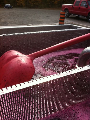 gamay-after pressing