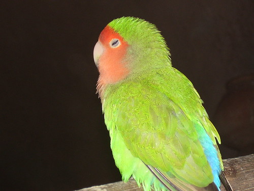Rosy-faced Lovebird at Lahore Zoo by FudgeFury