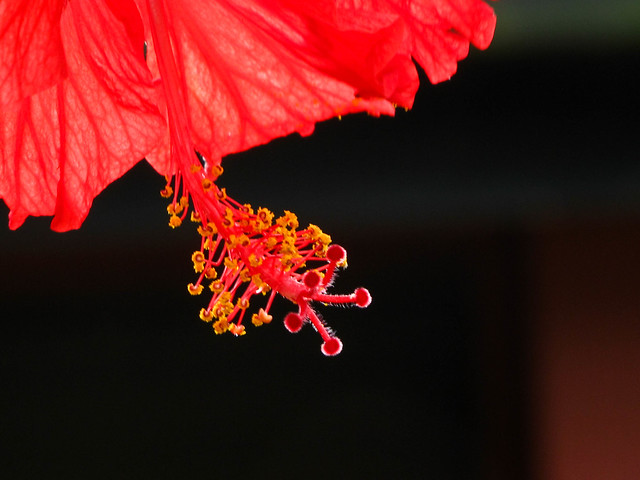 IMG_2658 Hibiscus - 大红花