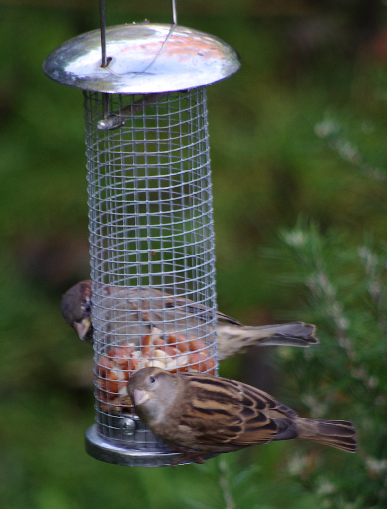 Sparrows 20111028 1