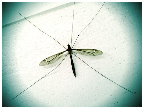 Bug (308/365) by elawgrrl