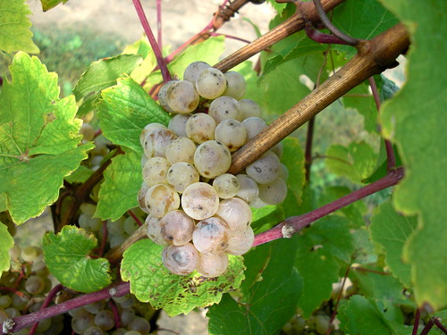 riesling grapes