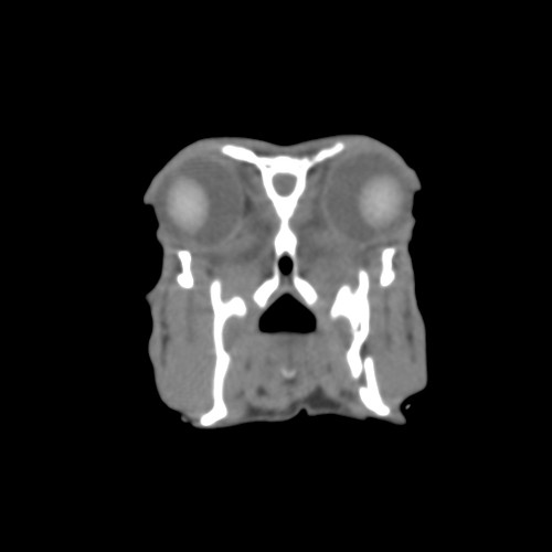Rufus rostral caudal CT with L mandible fx