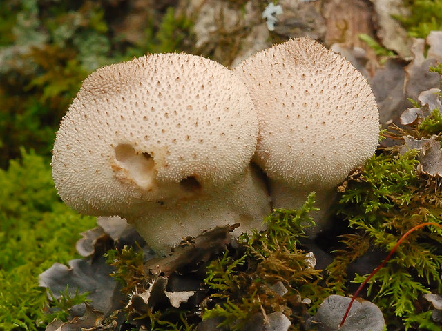 Cuivre River State Park, near Troy, Missouri, USA - tan mushrooms
