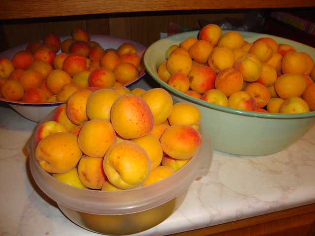 apricot harvest