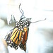 monarchs flight day_44