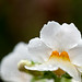 Little White Flowers_DSC_2175