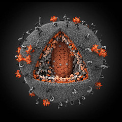 Human Immunodeficiency Virus 3D