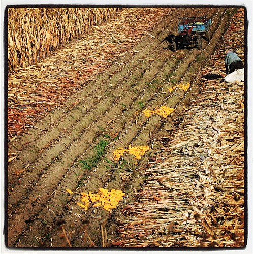 Harvesting the corn the old fashioned way, by hand in #Qingyuan #China. #obievip #obievip_china by ObieVIP