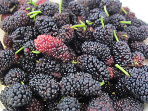Fresh pick mulberries by Amy