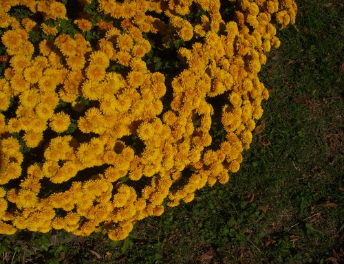 Yellow Flowers with Bees