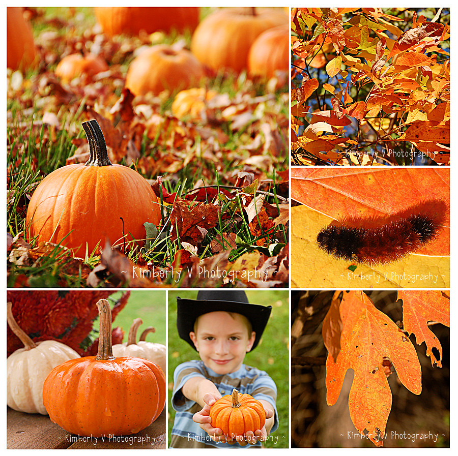 Orange shades of autumn collage