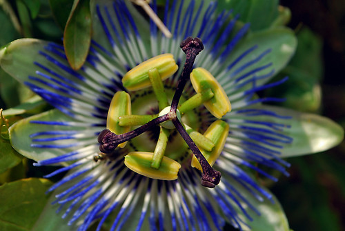 Blue Passion Flower (P. caerulea) by Jeka World Photography