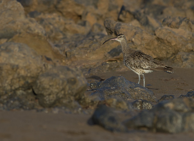 whimbrel 300mm on beach