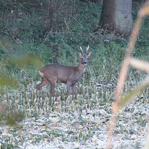 brocard / roe deer ©  OliBac