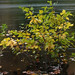 river birch sapling posted by ophis to Flickr