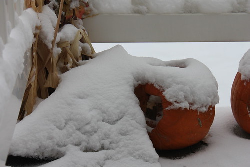 snowy pumpkins