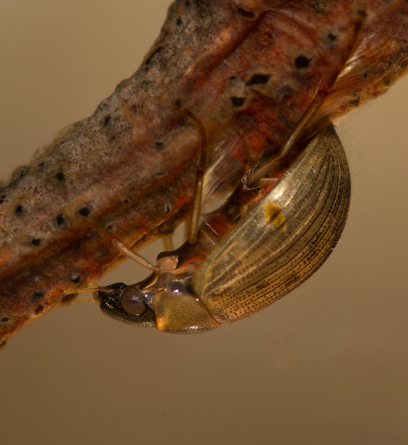 Berosus signaticoillis water scavenger beetle 2
