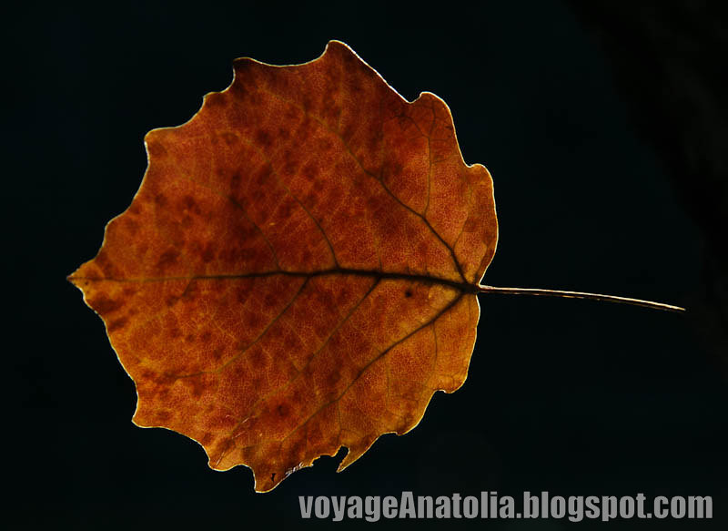 Autumn leaf in the forest by voyageAnatolia.tumblr.com