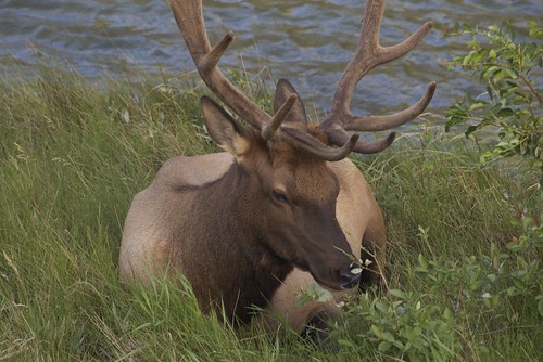 Elk, taking a break at the side of the Trans-Canada/Yellowhead Highway