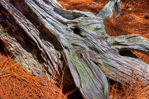 Hodges Garden-Cypress-Stump