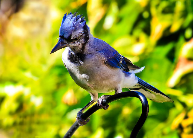 Mr. Blue Jay. Close and Personal.