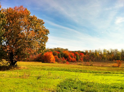 Autumn Foliage in Westfield, MA