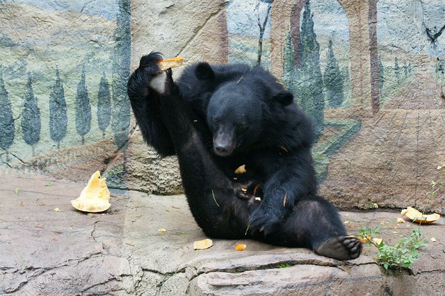 Медведь с тыквой (Taipei Zoo)