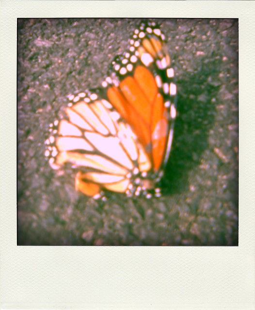 Death of a butterfly