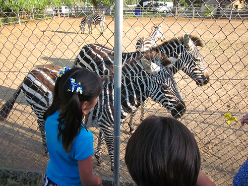 Zebras 0052_2