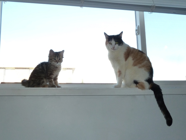 My cats
