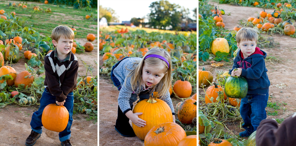 Storyboard 4 Flickr Best child family photographer in charlotte huntersville Concord Kannapolis pumpkin patch photography