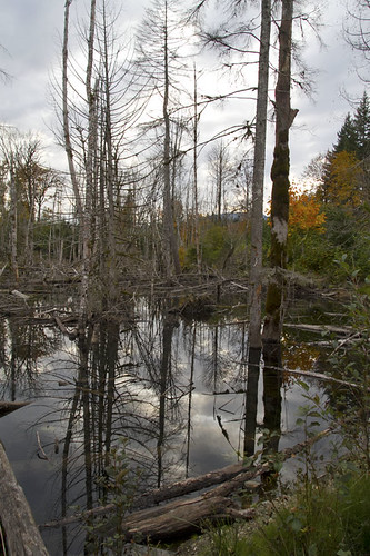 reflections in the beaver pond