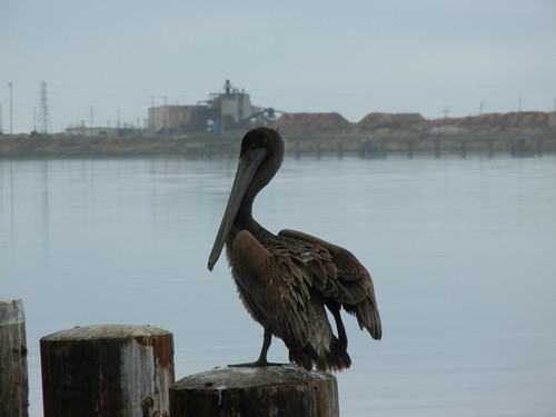 Pelican in Eureka, California _ 7418