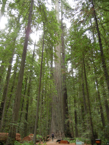 Avenue of the Giants, Humboldt Redwoods State Park, California _ 7460