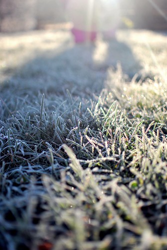 frost