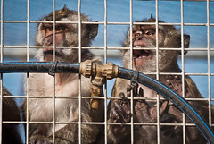Camarles - Criadero de macacos para experimentación animal