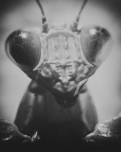 365 Day 280: Insect Portraits: Mantodea by ★ 0091436 ★