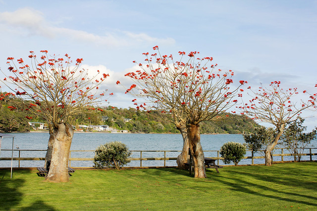 Flame trees at the Blue Heron