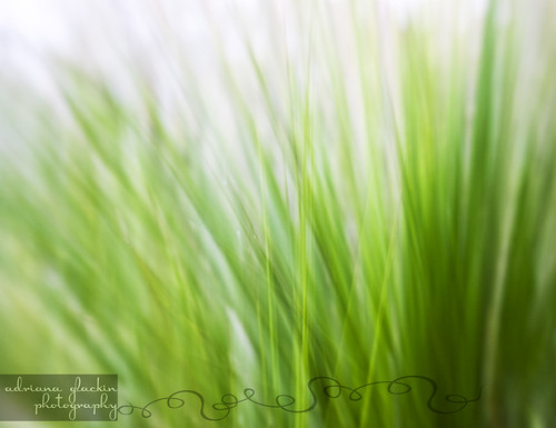spring abstract_8
