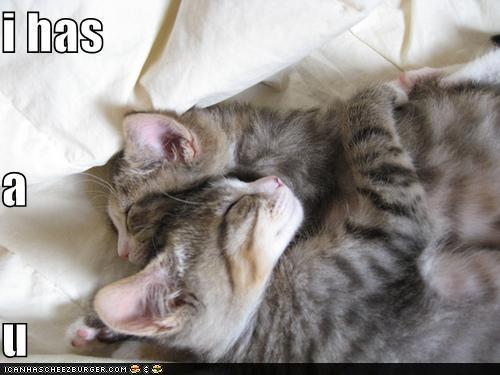 funny-pictures-hugging-cats