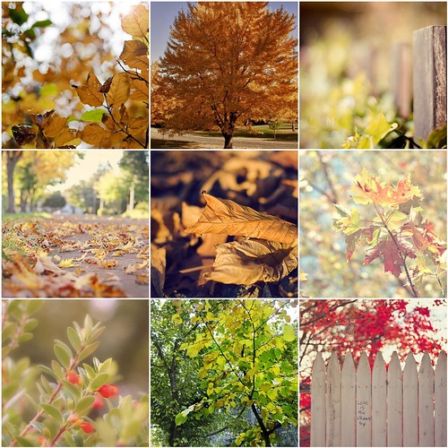 El otoño visto por mis contactos de flikcr. by Carola (Soñando cambios)