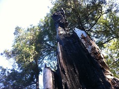 Burned Up Tree 
