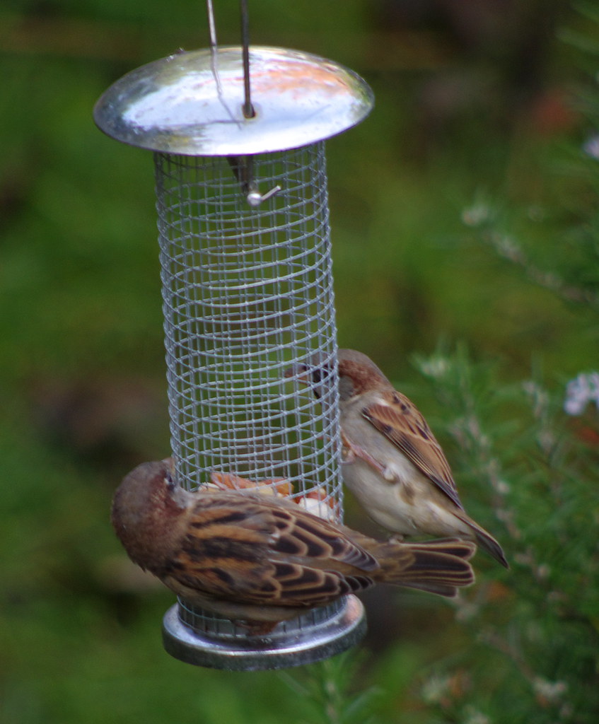 Sparrows 20111028 6