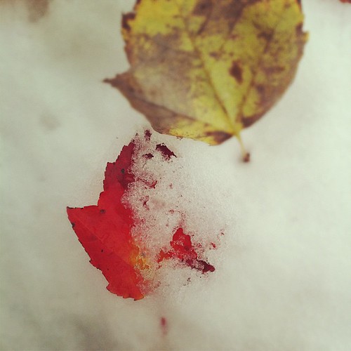 snow leaves