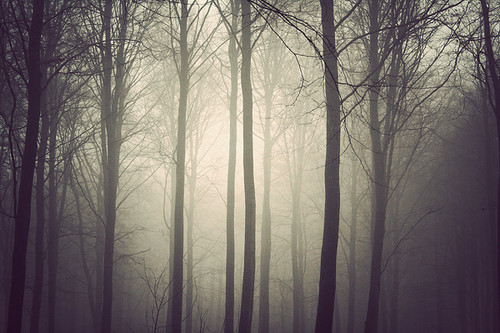 photography,fog,forest-fa8b42e1c4c35f0e2759c60001654e43_h