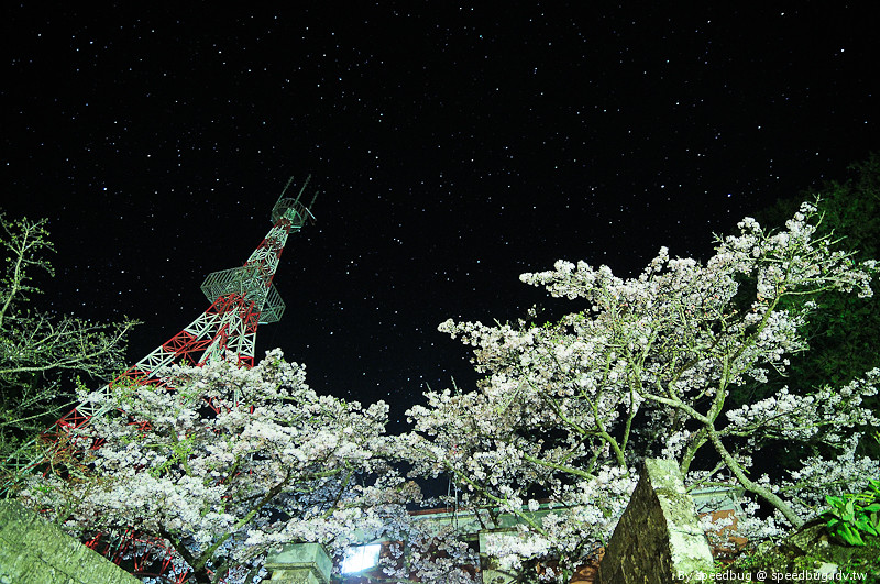 阿里山櫻花季8