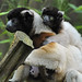 Crowned Sifaka & Young