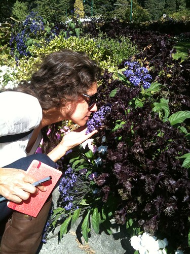 Purple Shiso & Heliotrope @ The Rose Garden